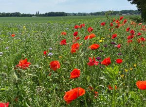 Bluehwiese Kempen