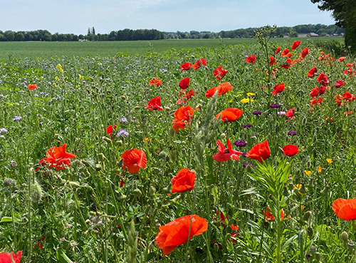 Bluehwiese Kempen